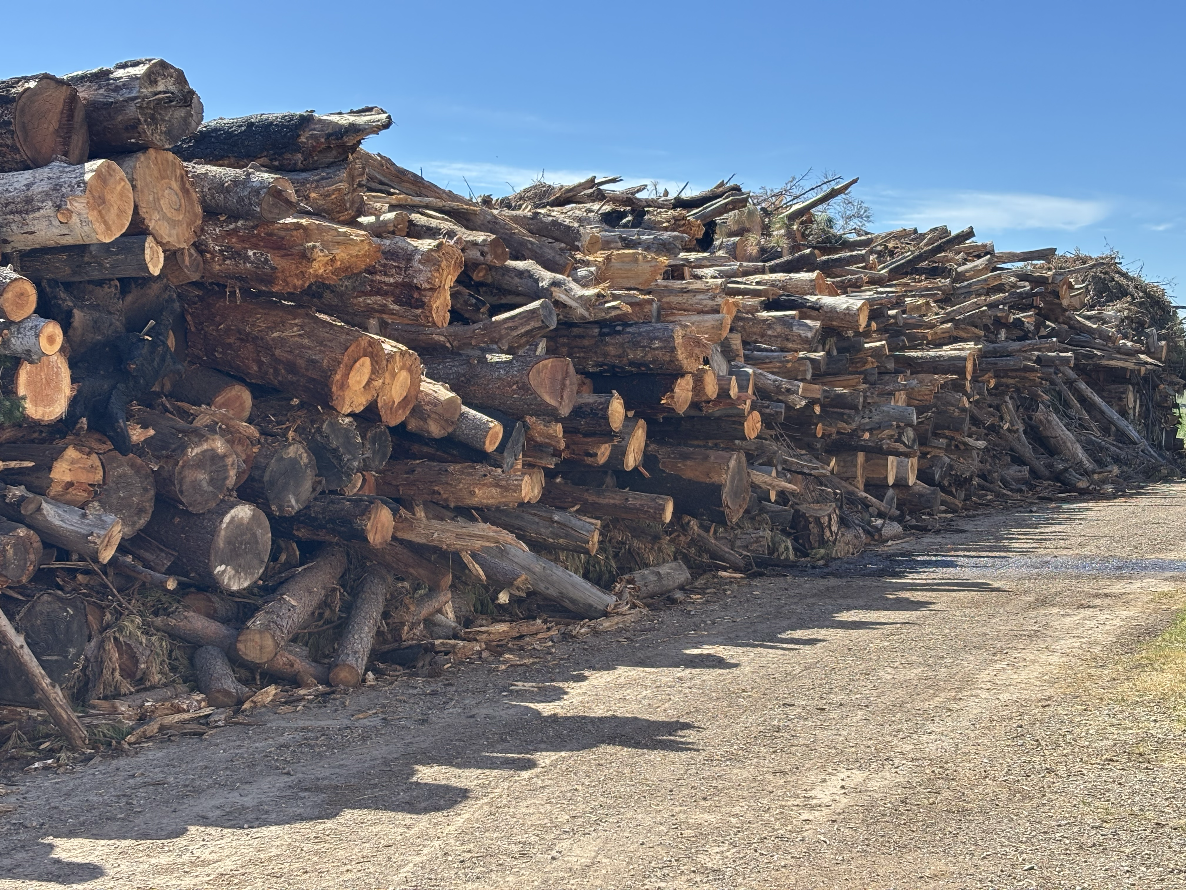 Stacked timber at an Emergence logistics yard